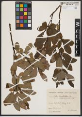 Foto von Salix appendiculata Vill.